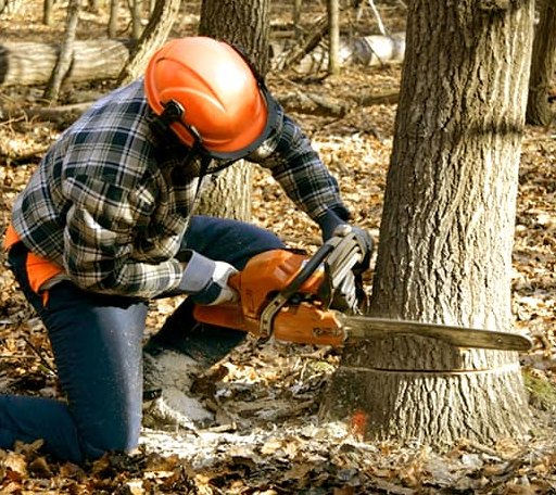 Tree Removal in Lyndon Center, VT